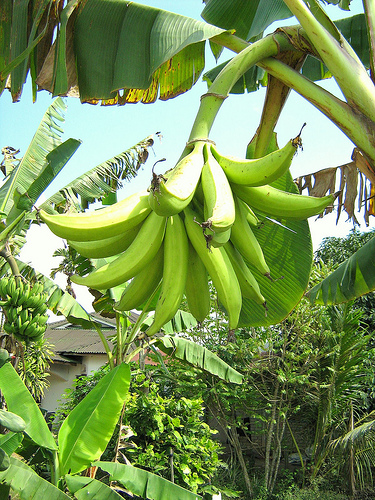 Pengat Pisang Cintarasa